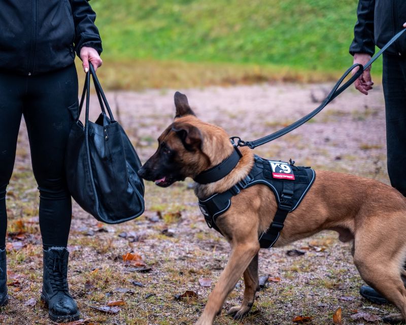 Erikoiskoulutettu turvallisuuskoira suorittamassa turvallisuustarkastusta toimintaympäristössä
