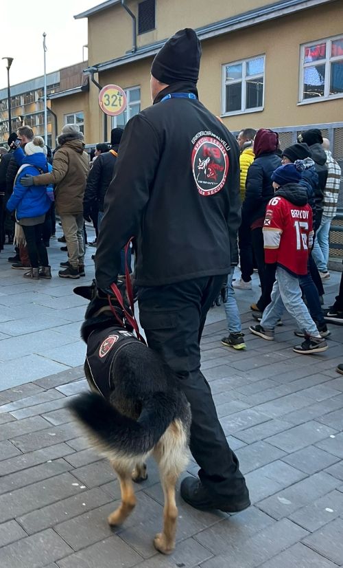 Pyrokoira turvallisuustyössä tapahtuman sisäänkäyntialueella