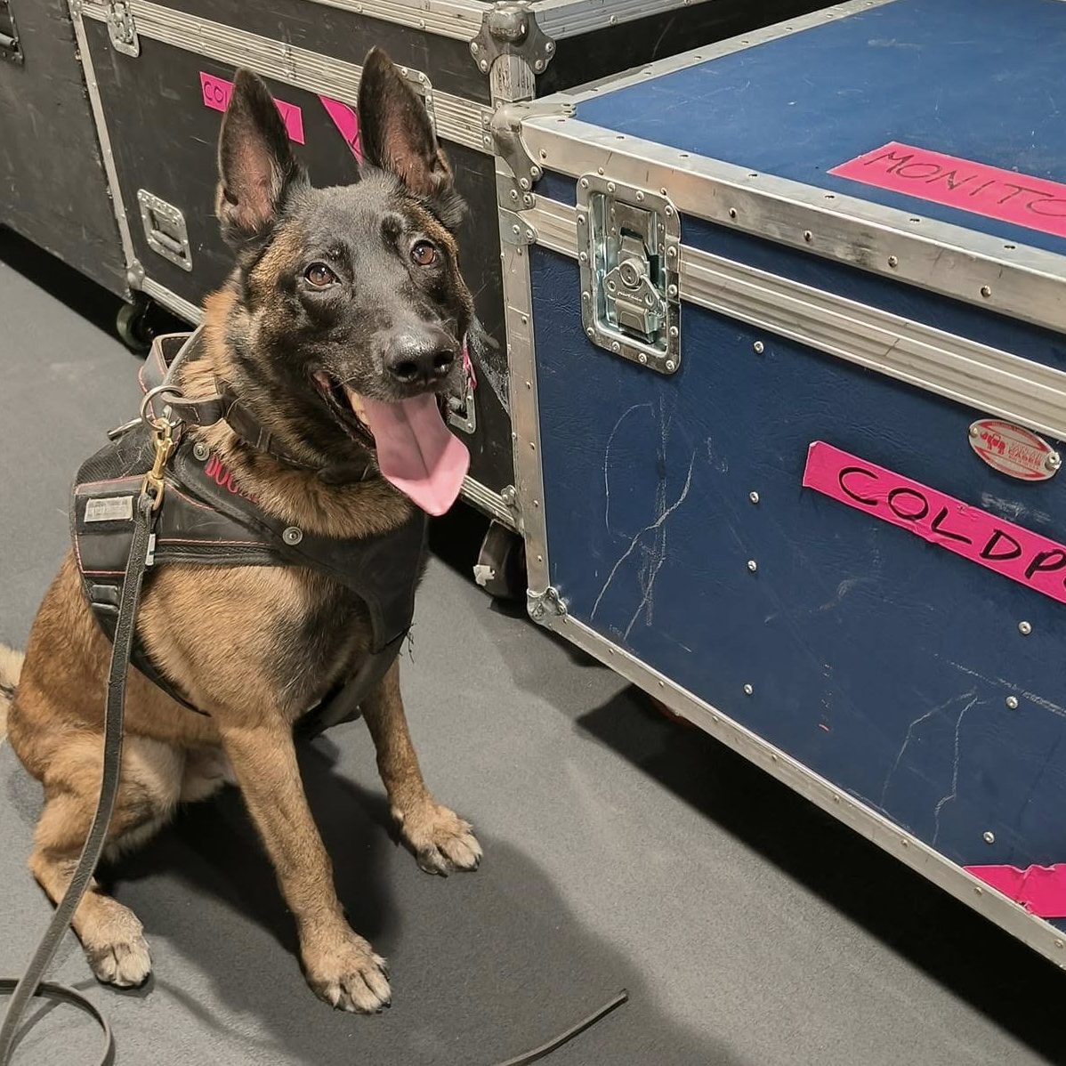 coldplay Erikoiskoulutettu työkoira turvatehtävien välissä