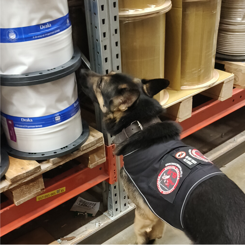 search Erikoisetsintäkoira suorittaa etsintätehtävää varastossa.